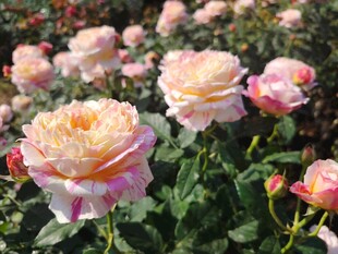 玫瑰花