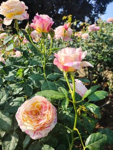 玫瑰花