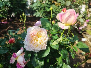 玫瑰花