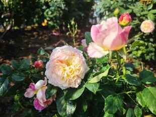 玫瑰花