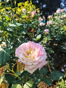 娇艳粉色月季花绽放