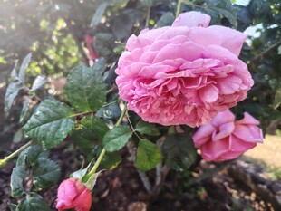 月季花