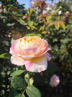 月季花