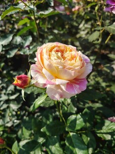 玫瑰花