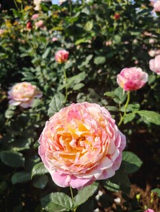 月季花