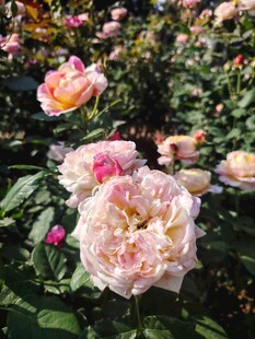 玫瑰花
