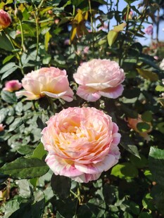 玫瑰花