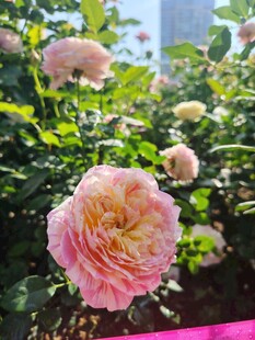 月季花