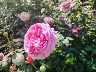 月季花