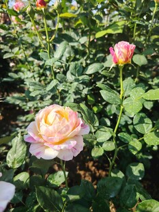 月季花