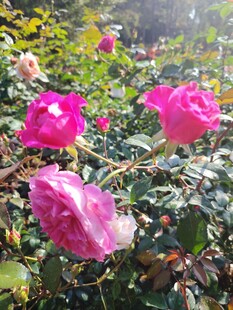 月季花