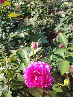 月季花
