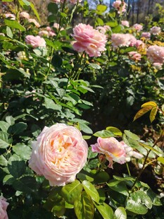 玫瑰花
