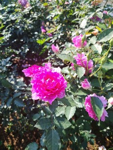月季花