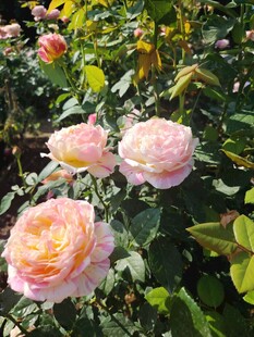 月季花