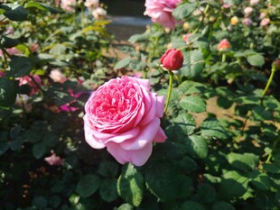 月季花
