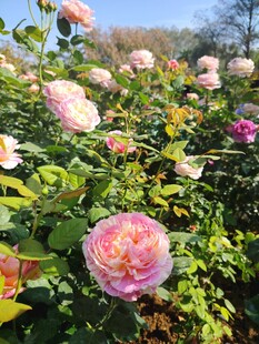 多彩玫瑰绽放花园