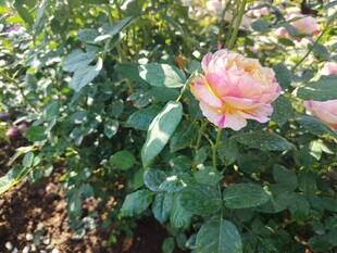 月季花