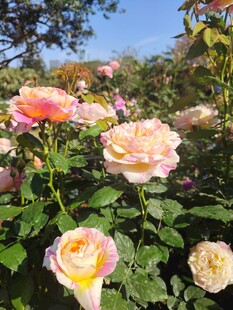 月季花