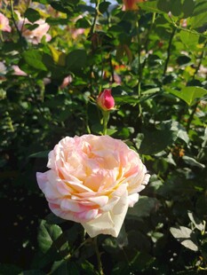 月季花