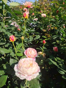粉色玫瑰花丛
