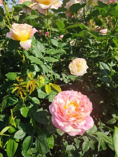 月季花