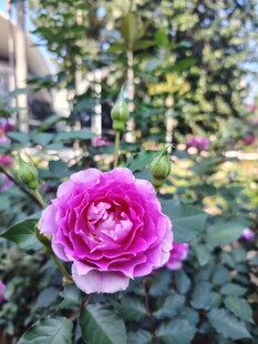 月季花