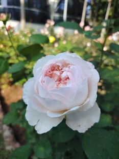 月季花