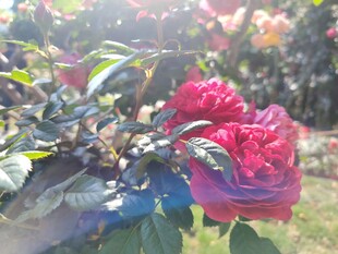 山茶花