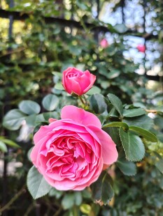 月季花