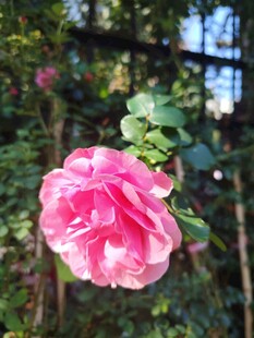 山茶花