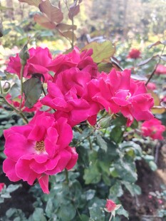 月季花
