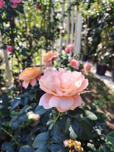 花园中绽放的柔美粉玫瑰