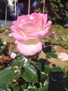 月季花