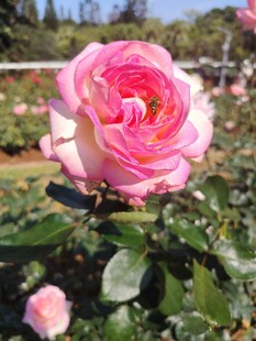 月季花