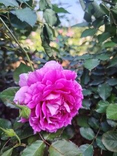 月季花