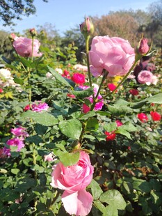 玫瑰花丛