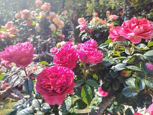 玫瑰花