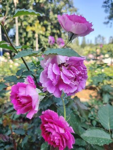 月季花