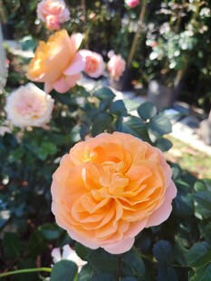 橙色月季花