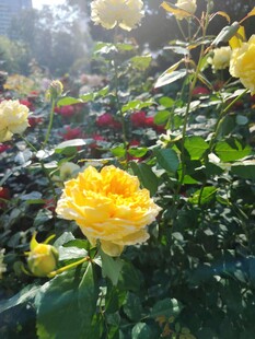黄色月季花
