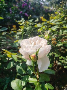 娇艳白玫瑰绽放于绿叶间