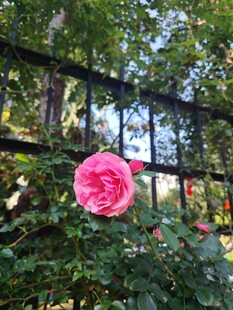 月季花