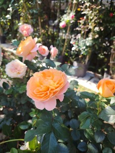 月季花