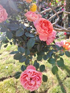 月季花