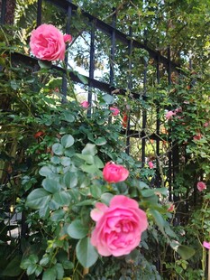 月季花