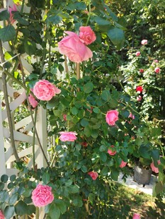 蔷薇花