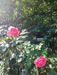 月季花