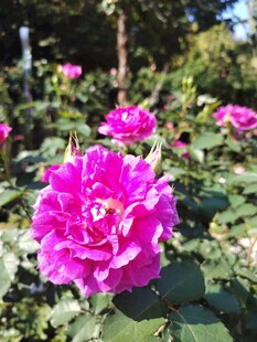 月季花
