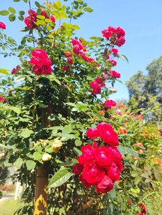 娇艳盛开的红色月季花